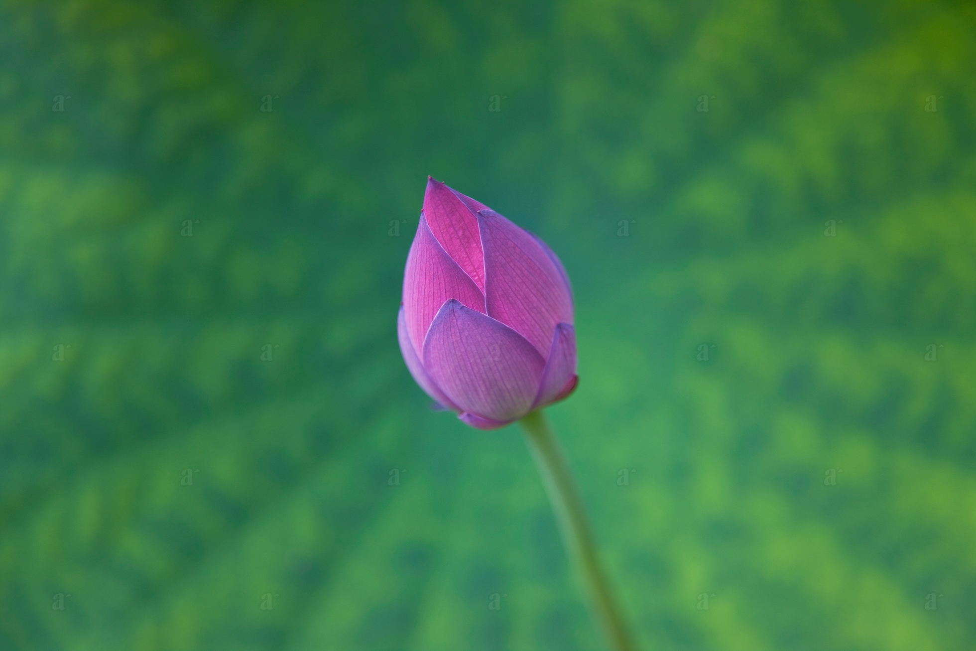 ベン・シモンズ &ldquo;法金剛院　京都&rdquo; Ben Simmons &ldquo;Hokongo-in, Kyoto&rdquo;